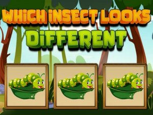 Which Insect Looks Different - Online Puzzle Game